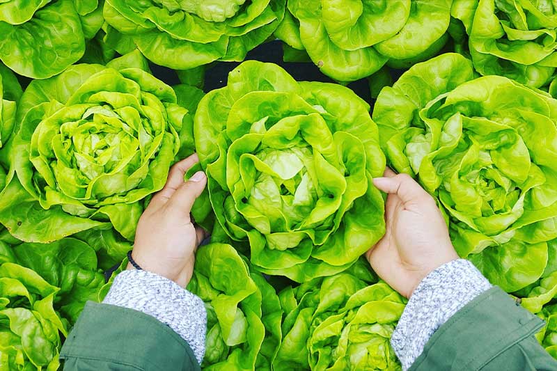 Our Produce Horticulture Vegetable Produce Image